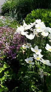 Мыльнянка и анемоны Мыльнянка и анемоны